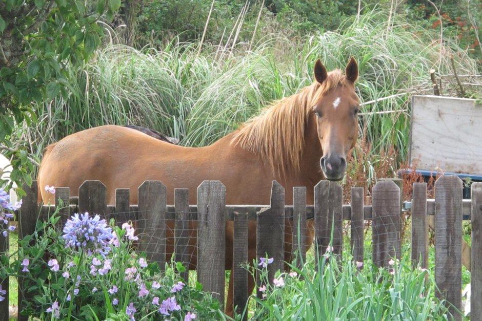 Little Paradise & Petting Farm Greymouth Buitenkant foto